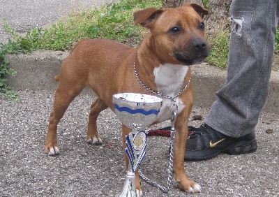 Of Fujitara'star - Résultats De l'exposition canine de Grenoble.