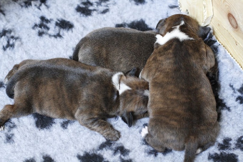Of Fujitara'star - Staffordshire Bull Terrier - Portée née le 02/04/2014