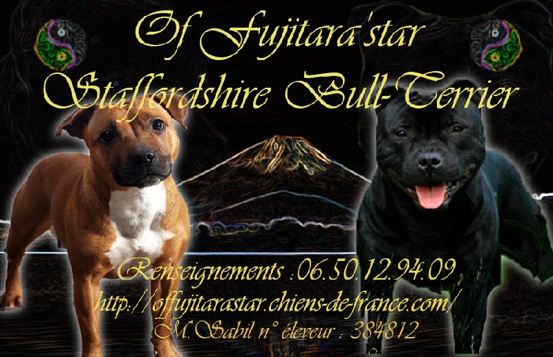 Of Fujitara'star - Staffordshire Bull Terrier - Portée née le 10/06/2013